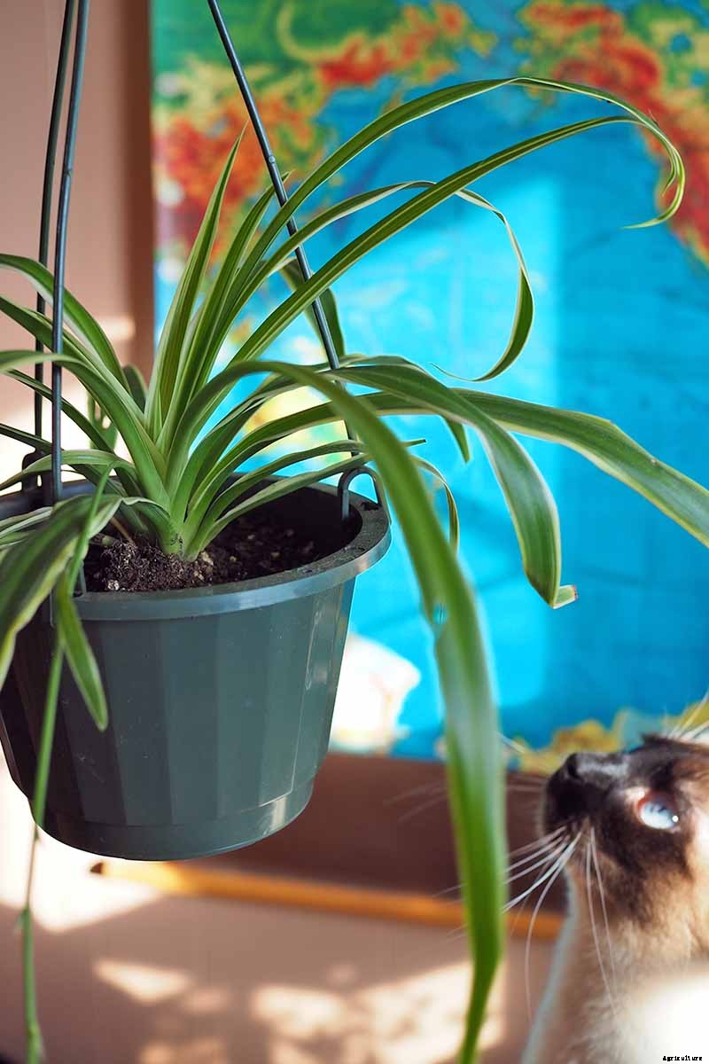 Are Spider Plants Toxic to Cats?