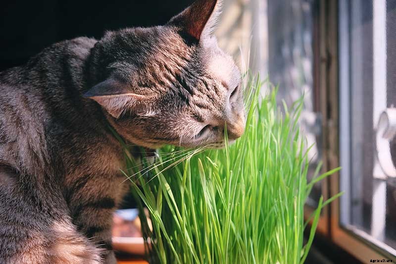 Are Spider Plants Toxic to Cats?