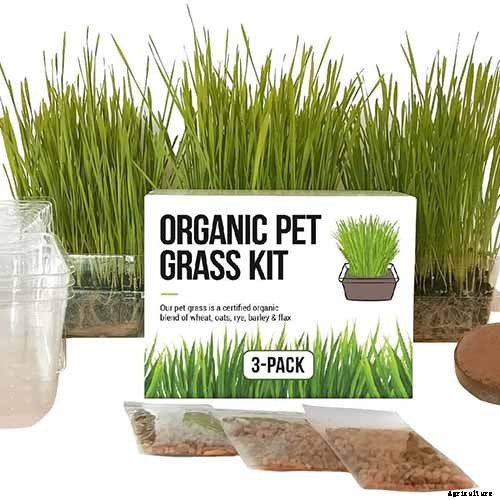 Are Spider Plants Toxic to Cats?