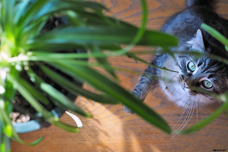 Are Spider Plants Toxic to Cats?