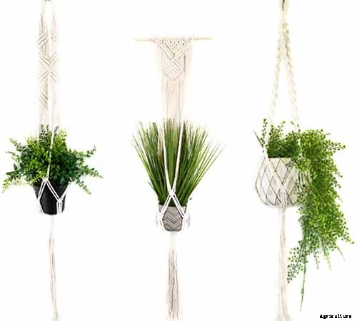 Are Spider Plants Toxic to Cats?