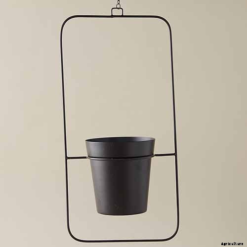 Are Spider Plants Toxic to Cats?