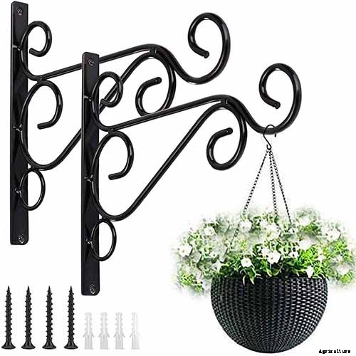 Are Spider Plants Toxic to Cats?