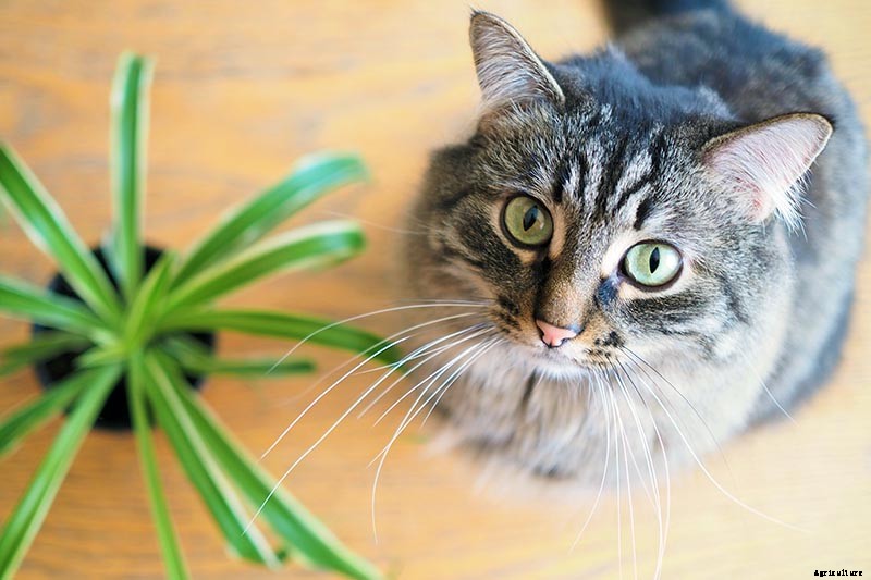 Are Spider Plants Toxic to Cats?