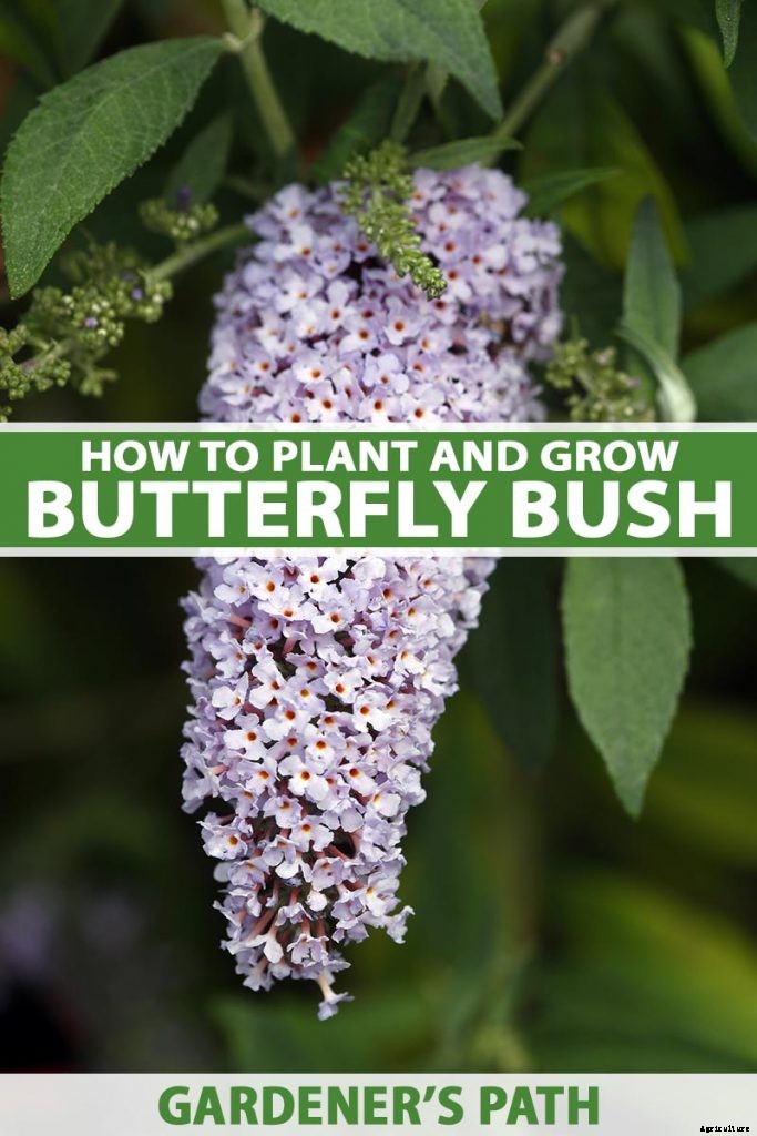 How to Grow and Care for Butterfly Bush