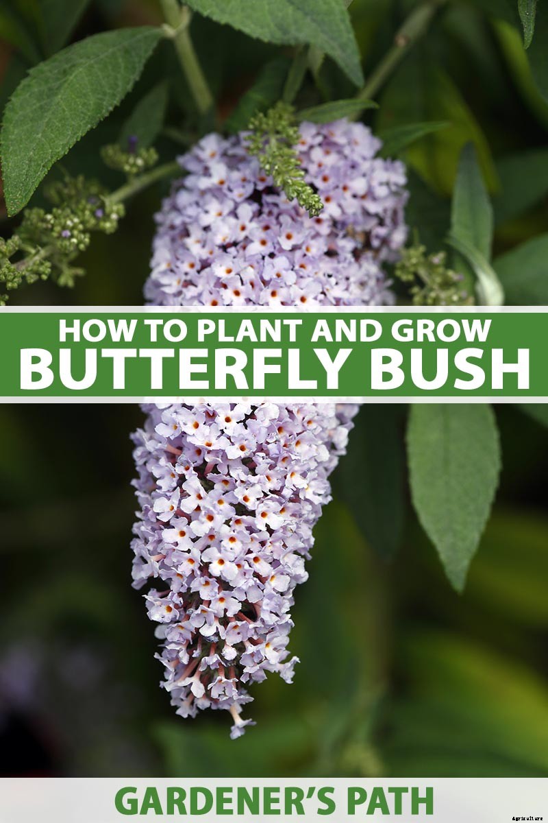 How to Grow and Care for Butterfly Bush