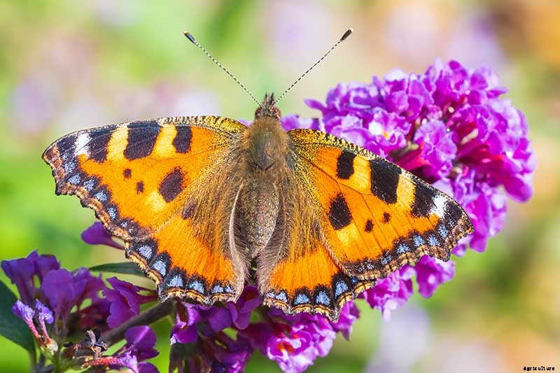 How to Grow and Care for Butterfly Bush