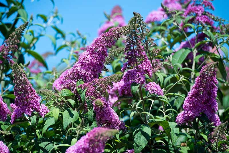How to Grow and Care for Butterfly Bush