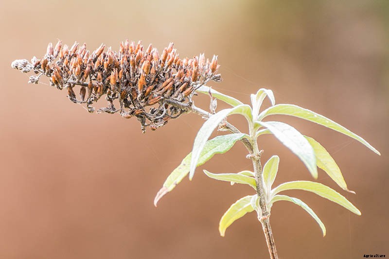 How to Grow and Care for Butterfly Bush