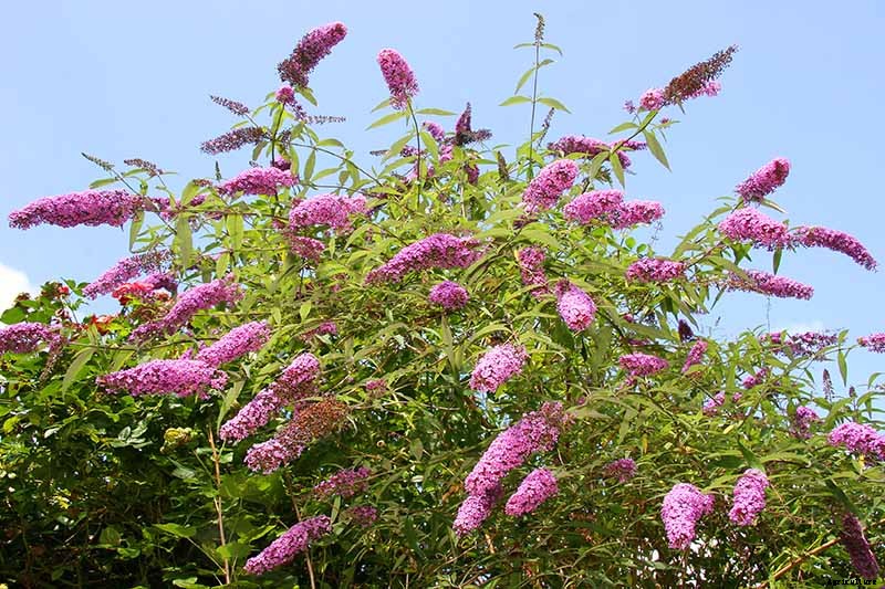 How to Grow and Care for Butterfly Bush