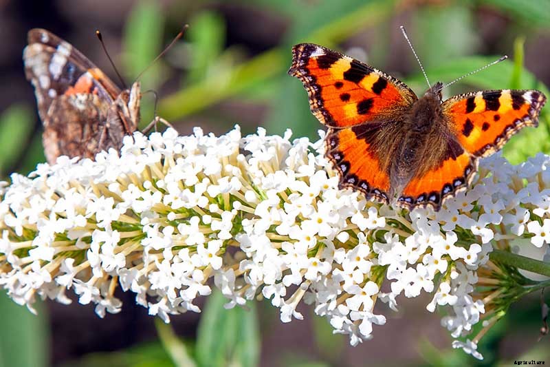 How to Grow and Care for Butterfly Bush