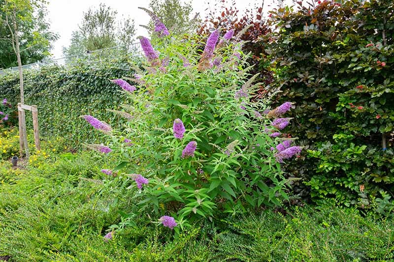 How to Grow and Care for Butterfly Bush