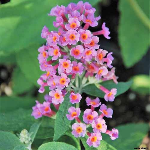 How to Grow and Care for Butterfly Bush