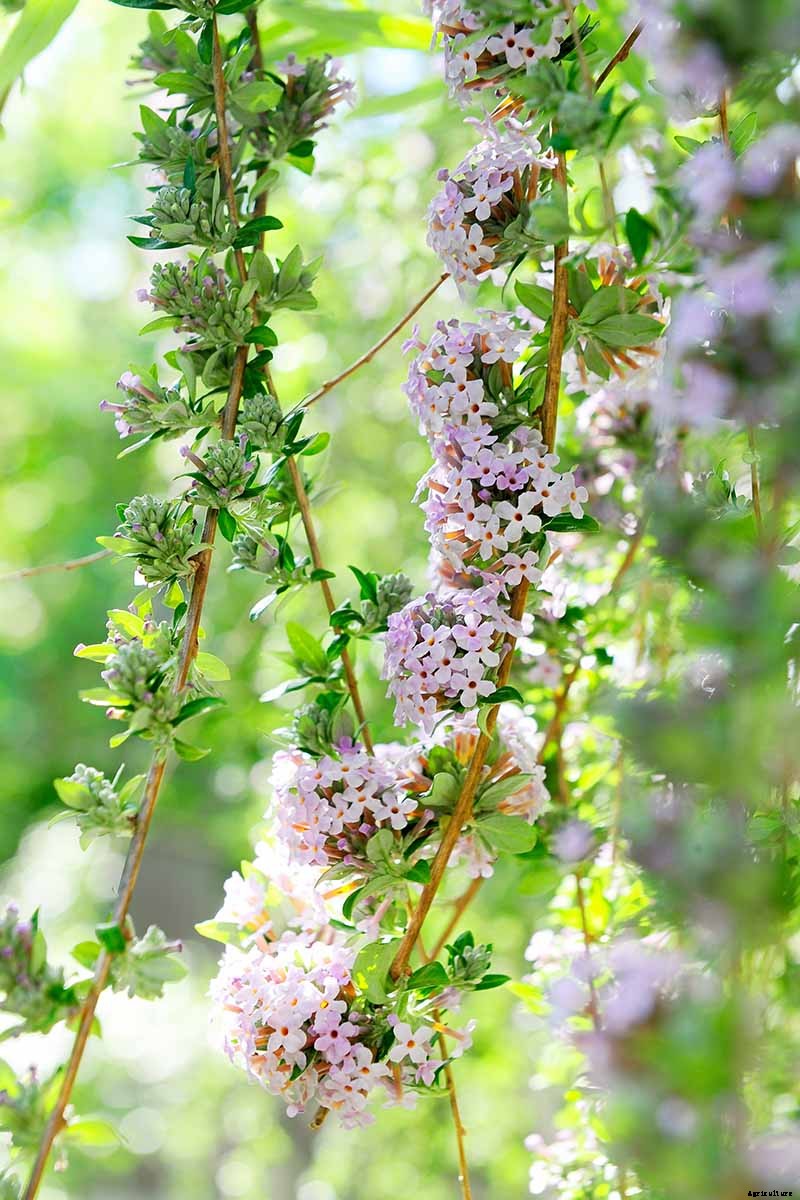 How to Grow and Care for Butterfly Bush
