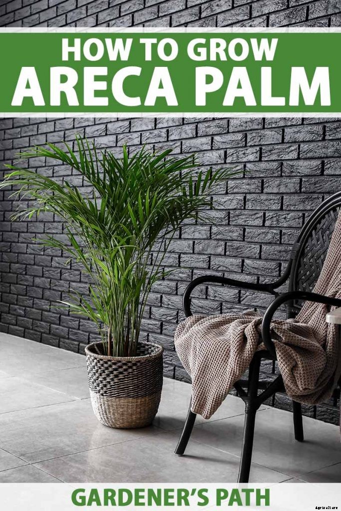How to Grow and Care for Areca Palm