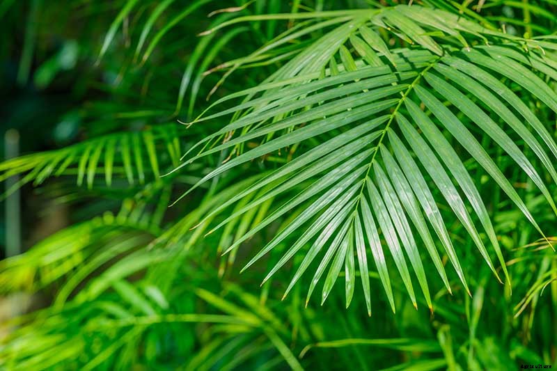 How to Grow and Care for Areca Palm