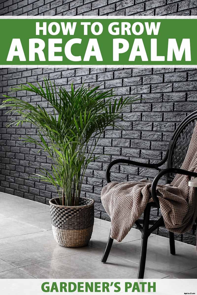 How to Grow and Care for Areca Palm