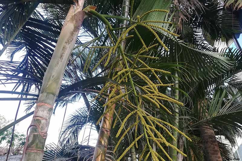 How to Grow and Care for Areca Palm
