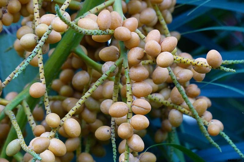 How to Grow and Care for Areca Palm