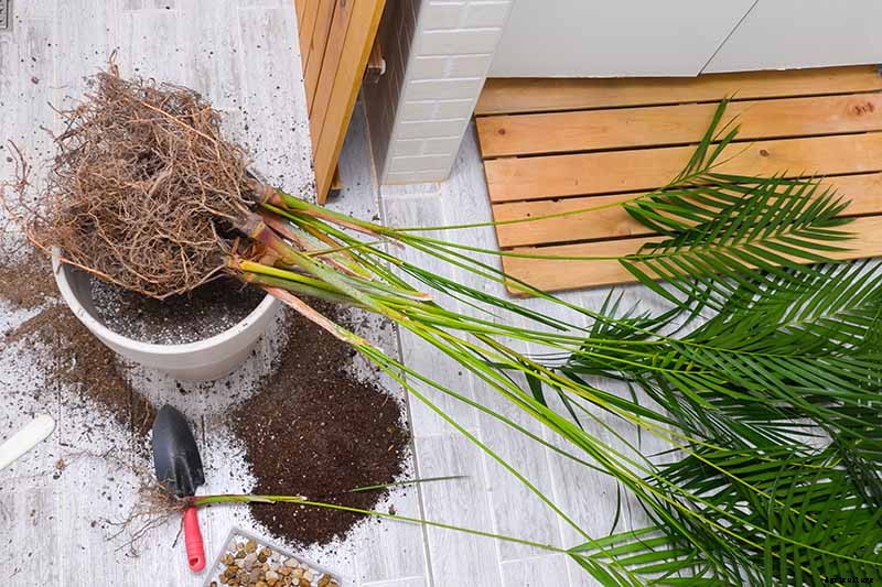 How to Grow and Care for Areca Palm