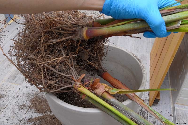 How to Grow and Care for Areca Palm