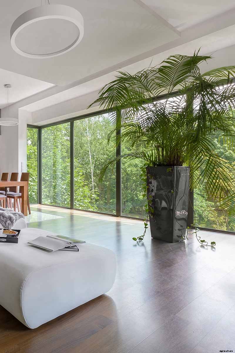 How to Grow and Care for Areca Palm