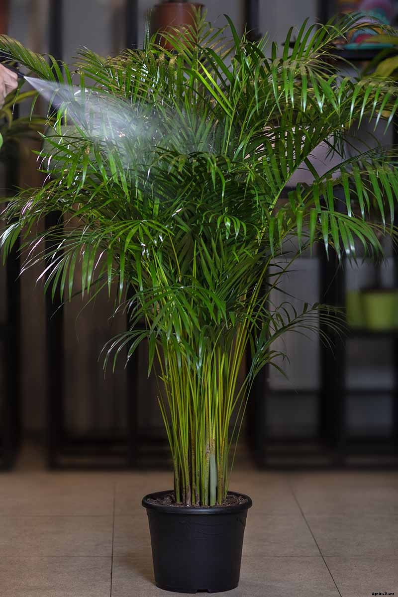 How to Grow and Care for Areca Palm