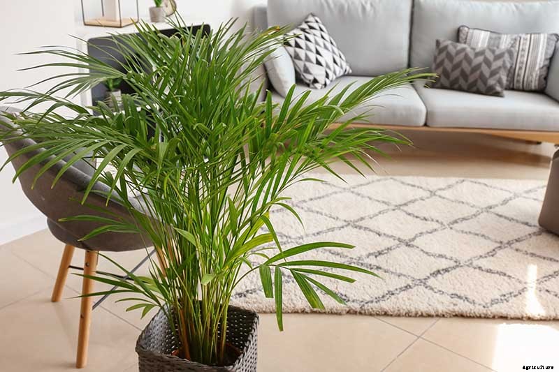 How to Grow and Care for Areca Palm