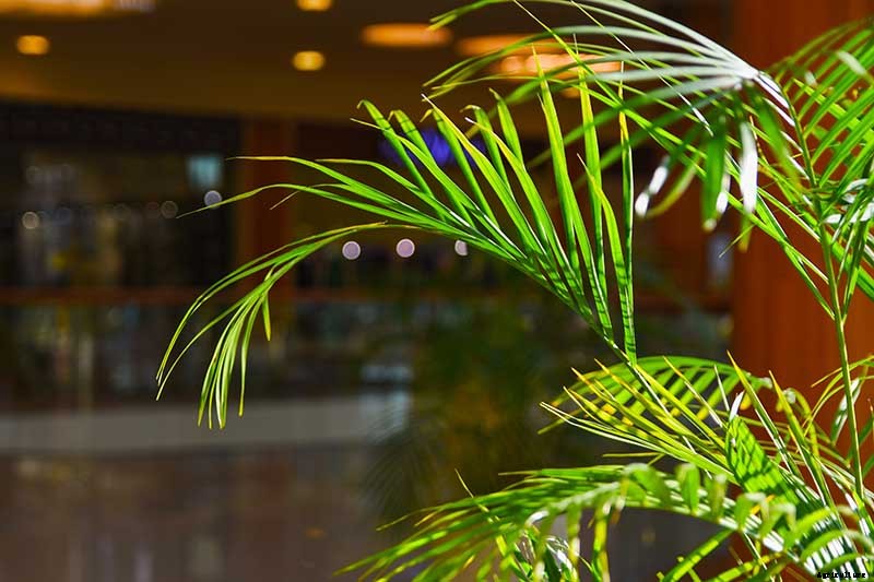 How to Grow and Care for Areca Palm