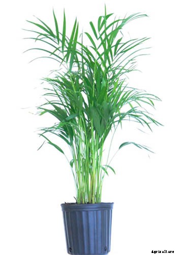 How to Grow and Care for Areca Palm