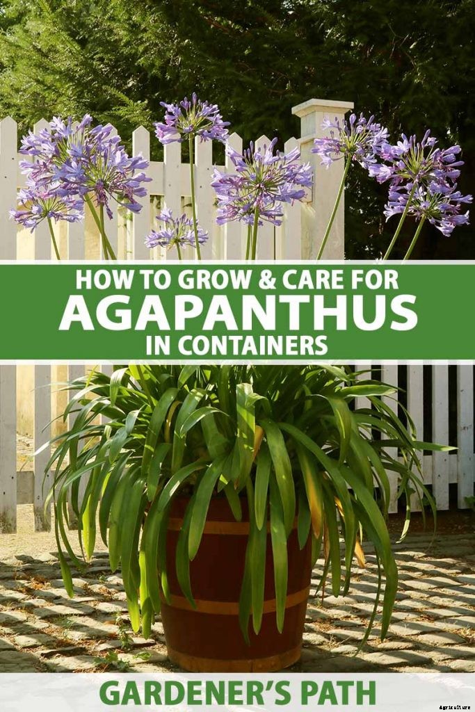 Tips for Growing Agapanthus Flowers in Containers
