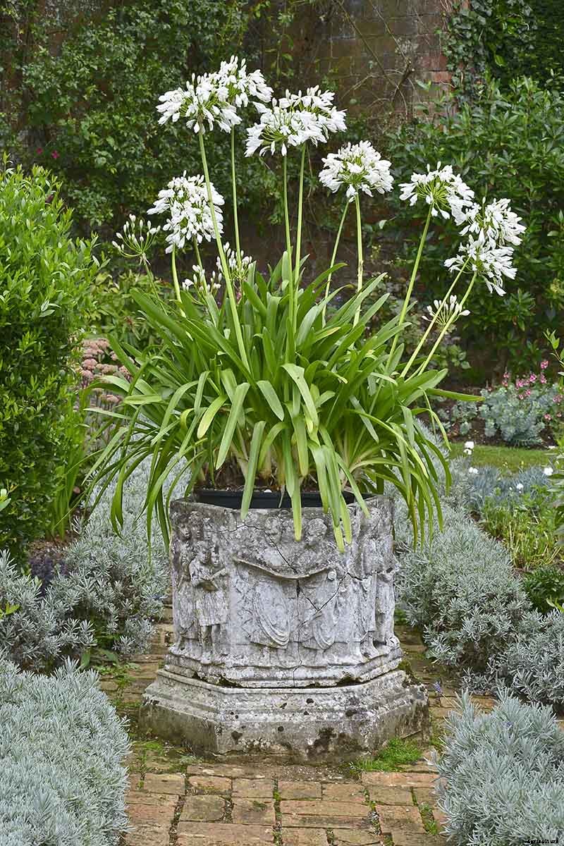 Tips for Growing Agapanthus Flowers in Containers