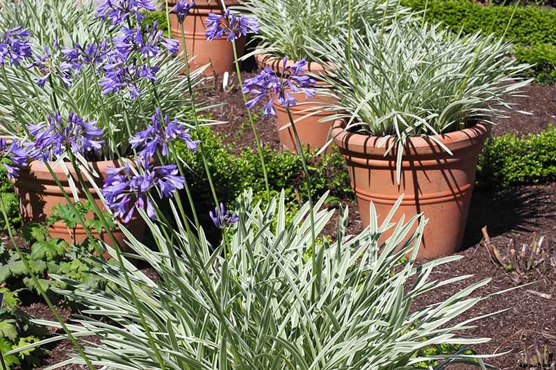 Tips for Growing Agapanthus Flowers in Containers