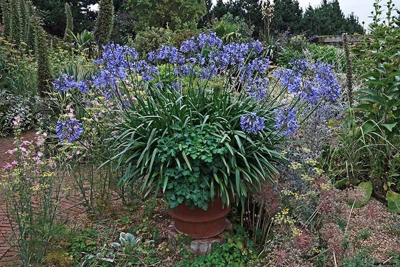 Tips for Growing Agapanthus Flowers in Containers