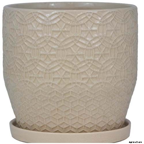 Tips for Growing Agapanthus Flowers in Containers