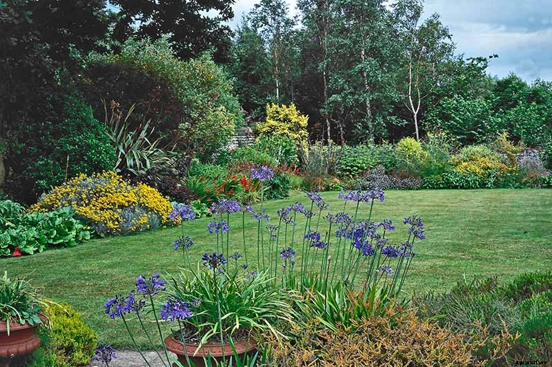 Tips for Growing Agapanthus Flowers in Containers