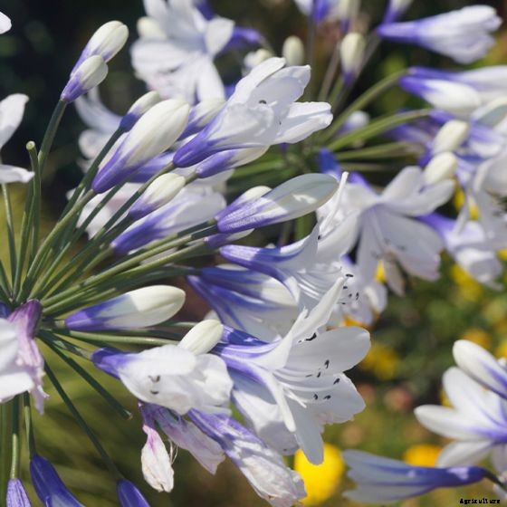 Tips for Growing Agapanthus Flowers in Containers