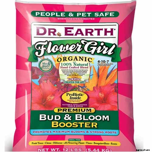 Tips for Growing Agapanthus Flowers in Containers