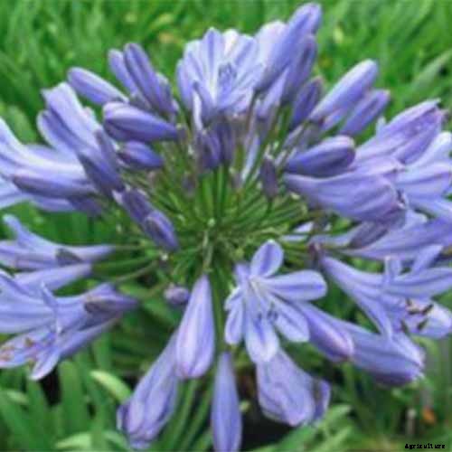 Tips for Growing Agapanthus Flowers in Containers