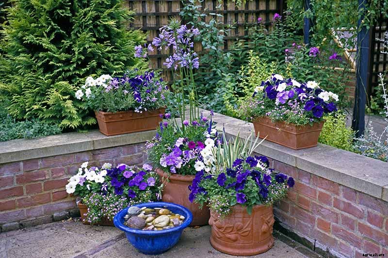 Tips for Growing Agapanthus Flowers in Containers