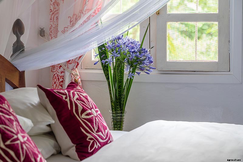 Tips for Growing Agapanthus Flowers in Containers