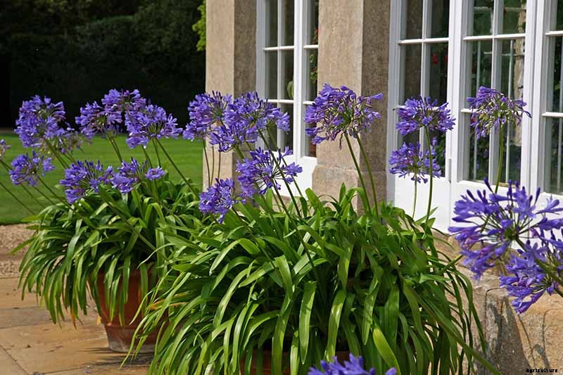 Tips for Growing Agapanthus Flowers in Containers