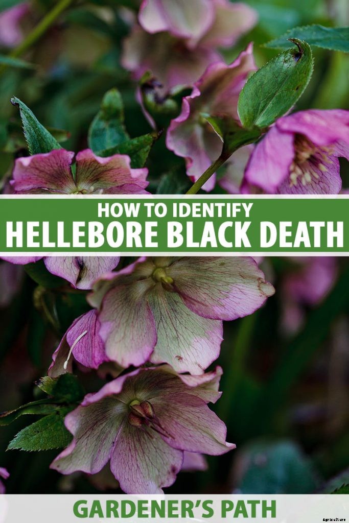 What Is Hellebore Black Death?