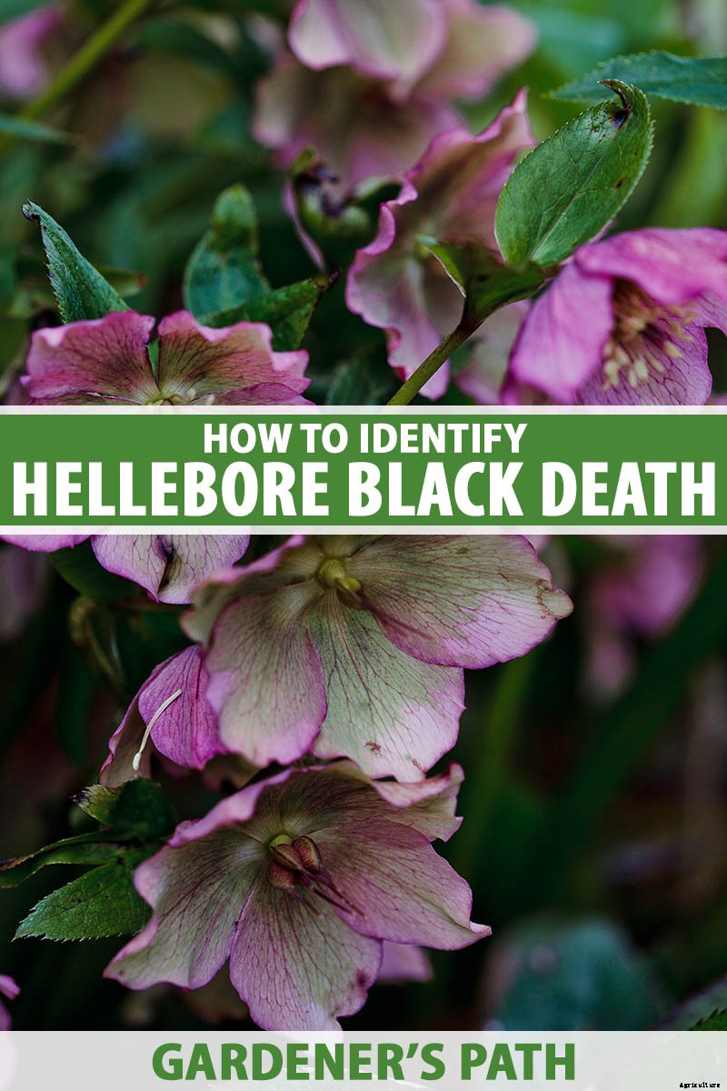 What Is Hellebore Black Death?