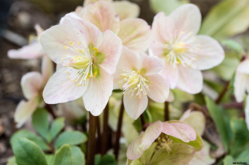 What Is Hellebore Black Death?