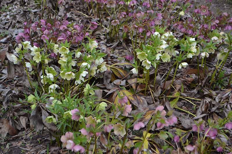 What Is Hellebore Black Death?