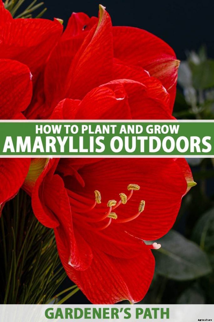 Tips for Growing Amaryllis in the Garden