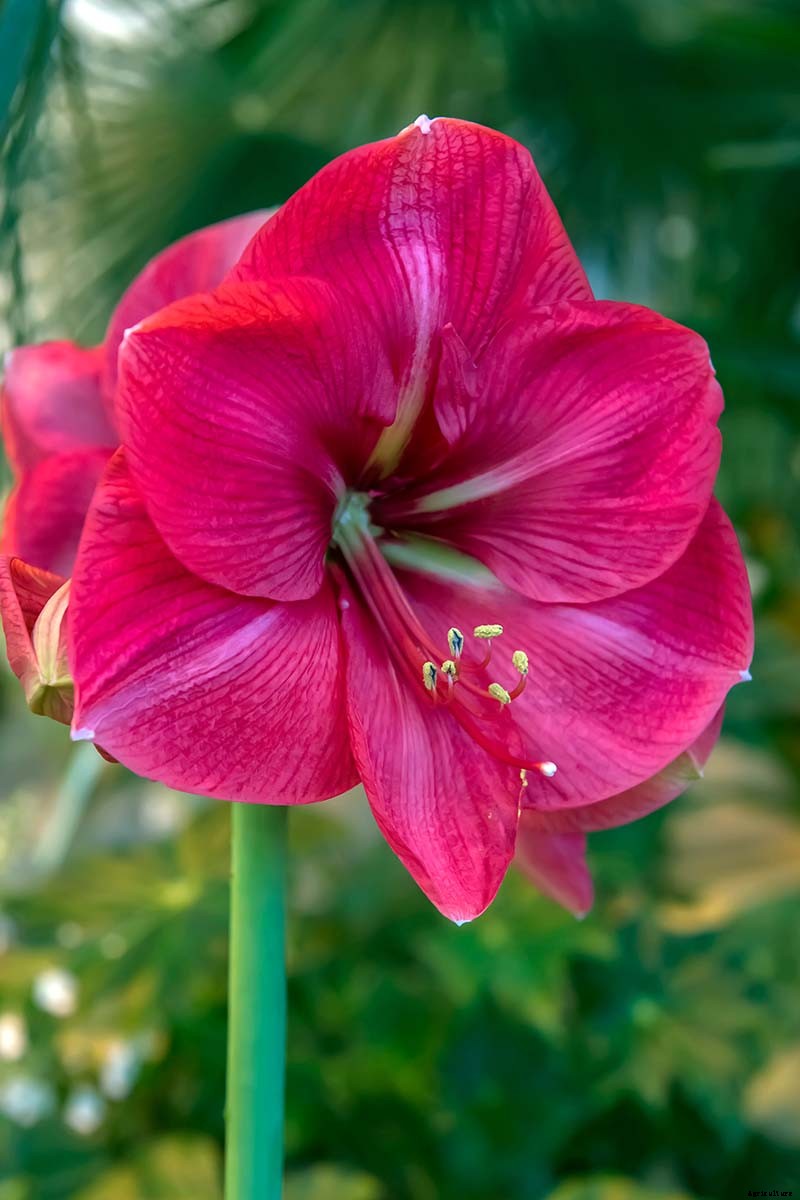 Tips for Growing Amaryllis in the Garden