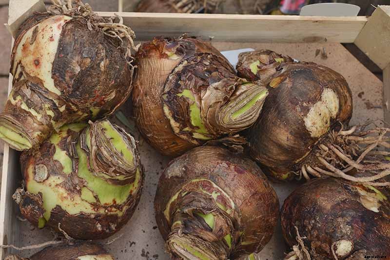 Tips for Growing Amaryllis in the Garden