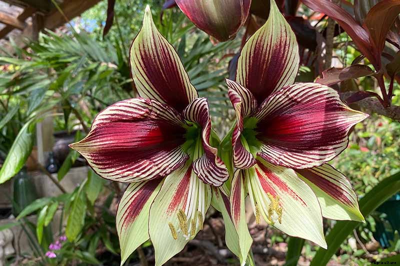 Tips for Growing Amaryllis in the Garden